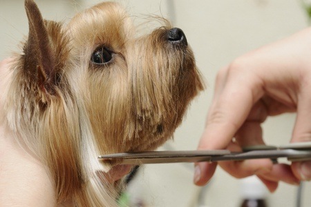 peluqueria canina