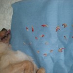 odontologia veterinaria en cadiz, perros, gatos, animales