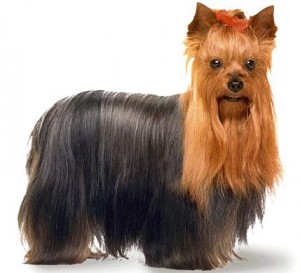 Yorkshire-Terrier