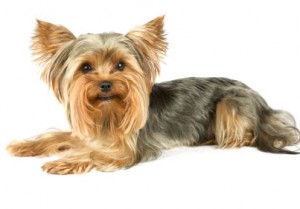 Yorkshire terrier