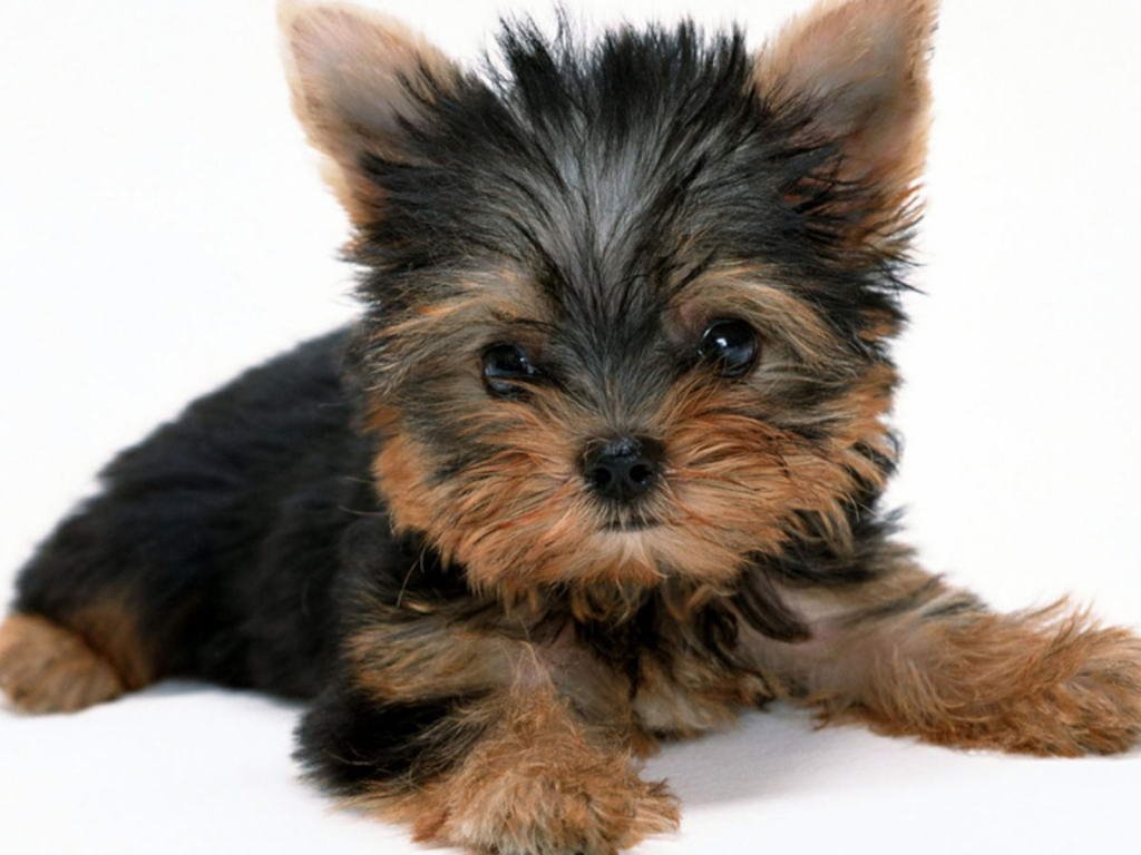 criadora y expositora de Yorkshire terrier en cadiz