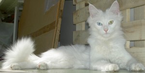 Angora